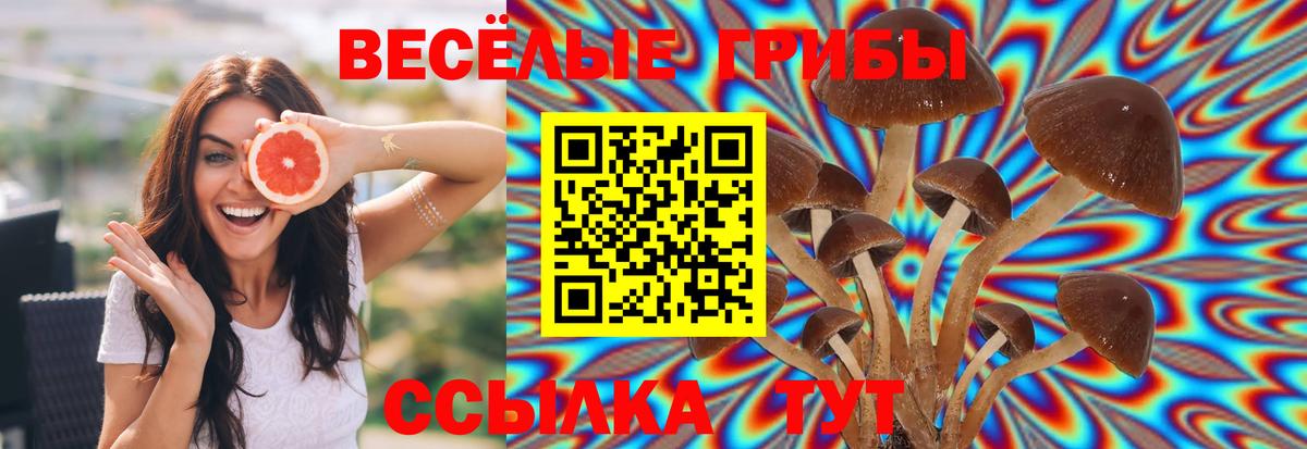 Псилоцибиновые грибы Cubensis  Псилоцибиновые грибы мицелий  Вход с VPN  Ейск 